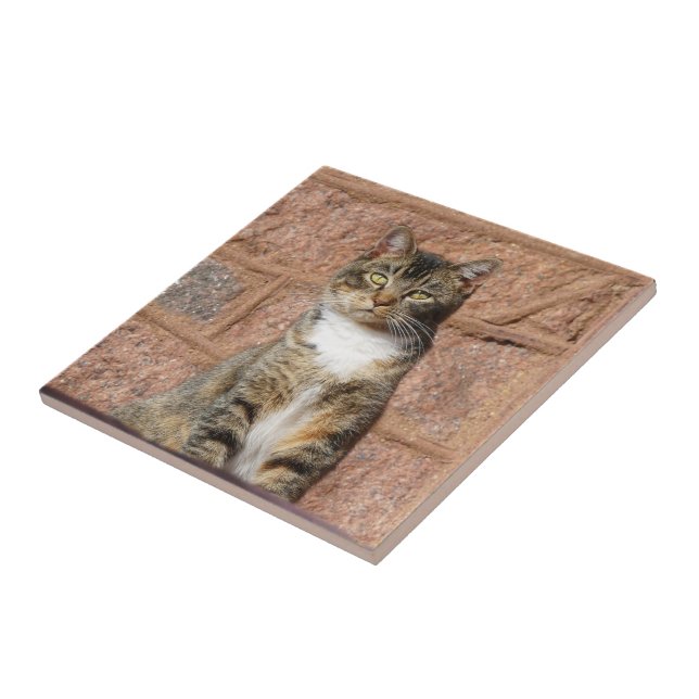 Church Cat Fliese (Seite)