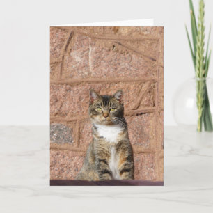 Church Cat Karte