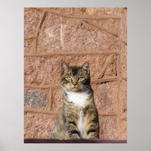 Church Cat Poster (Vorne)