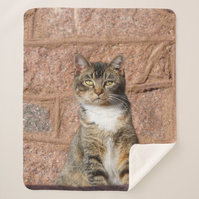 Church Cat Sherpadecke (Vorderseite)