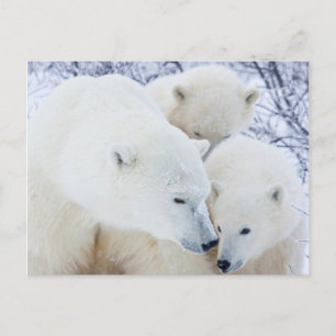 Churchill Wildlife Management Area Postkarte