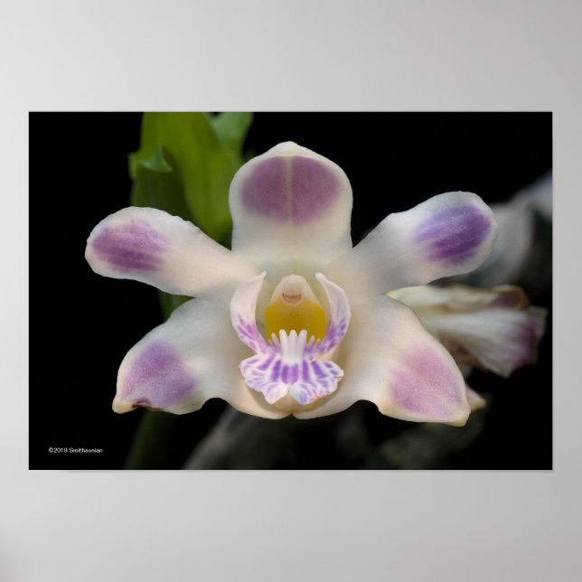 Chysis Violacea Poster (Vorne)