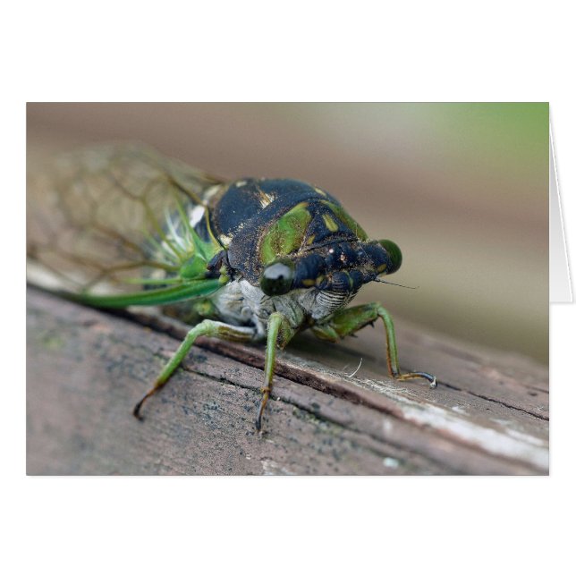 Cicada (Vorderseite (Horizontal))