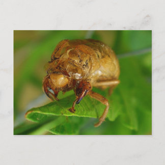 cicada1 postkarte