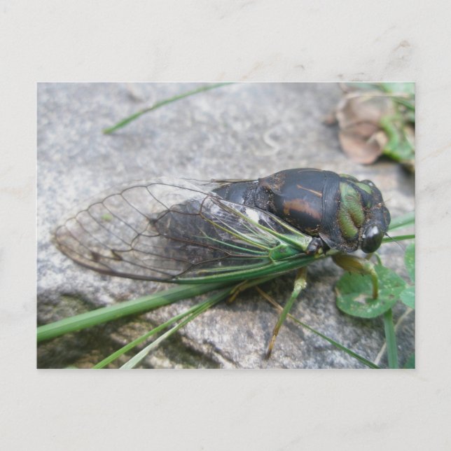 Cicada #1 Postkarte (Vorderseite)
