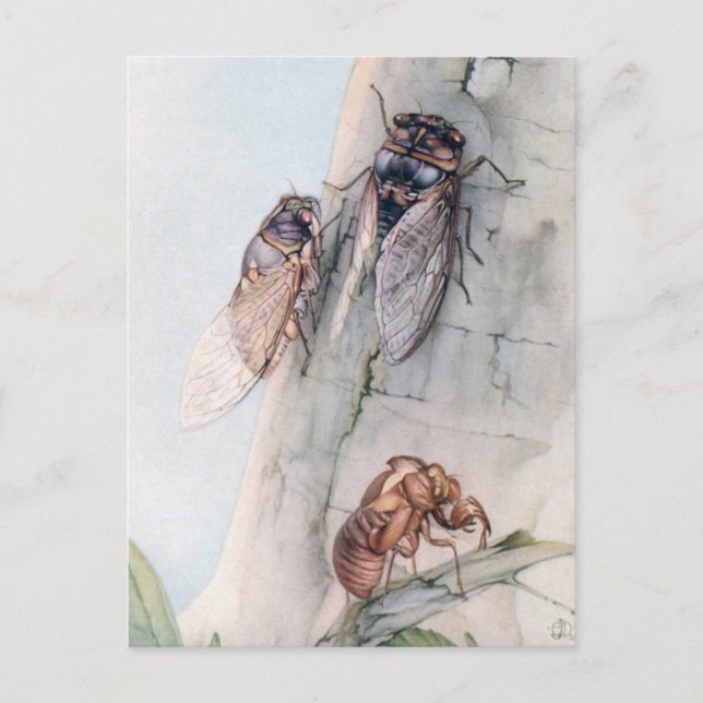 CICADA 2 POSTKARTE (Vorderseite)