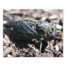 Cicada 8x10 Foto drucken