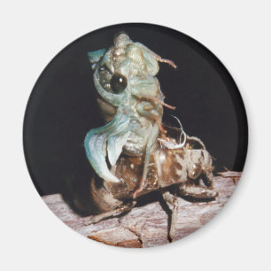 Cicada aus der Muschel Magnet