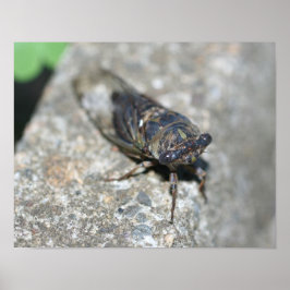 Cicada Bug Up Nah Insekt Poster