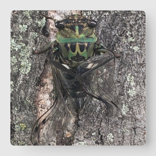 Cicada Clock Quadratische Wanduhr (Vorderseite)