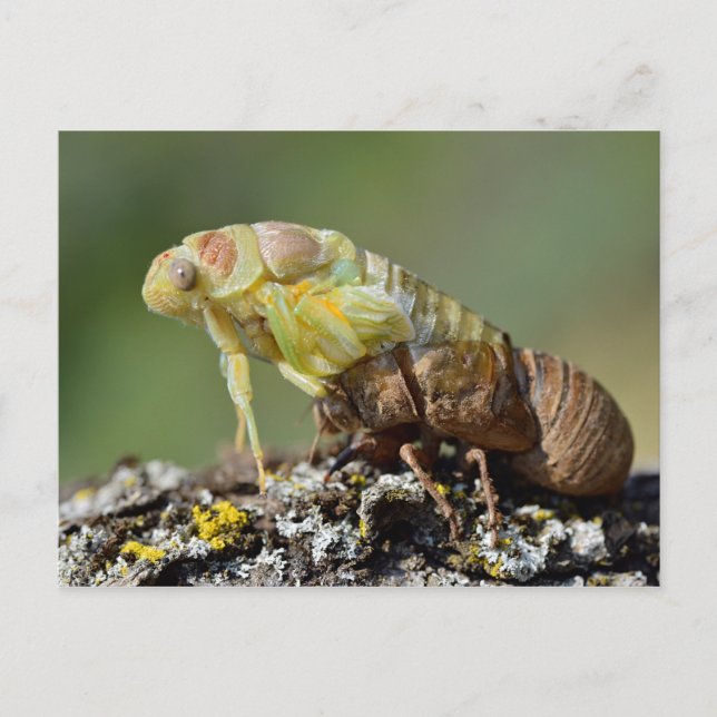Cicada, das aus seinen Überschwemmungen hervorgeht Postkarte (Vorderseite)