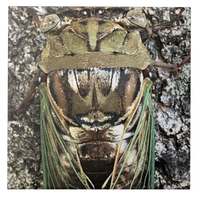 Cicada Fliese (Vorderseite)