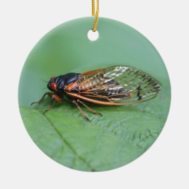 Cicada-Foto Keramik Ornament (Vorne)