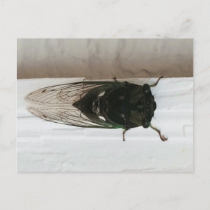 Cicada-Foto Postkarte