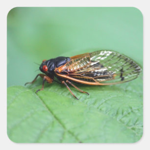 Cicada-Foto Quadratischer Aufkleber