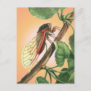 Cicada Insect Illustration Art Postkarte