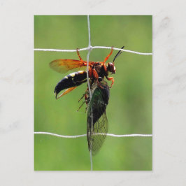 Cicada Killer Wespe hält tote cicada Postkarte