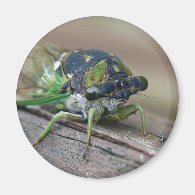 Cicada Magnet (Vorne)