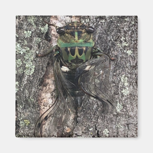 Cicada Magnet (Vorne)