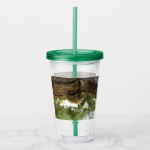 Cicada Muschel. Es war in Eile.