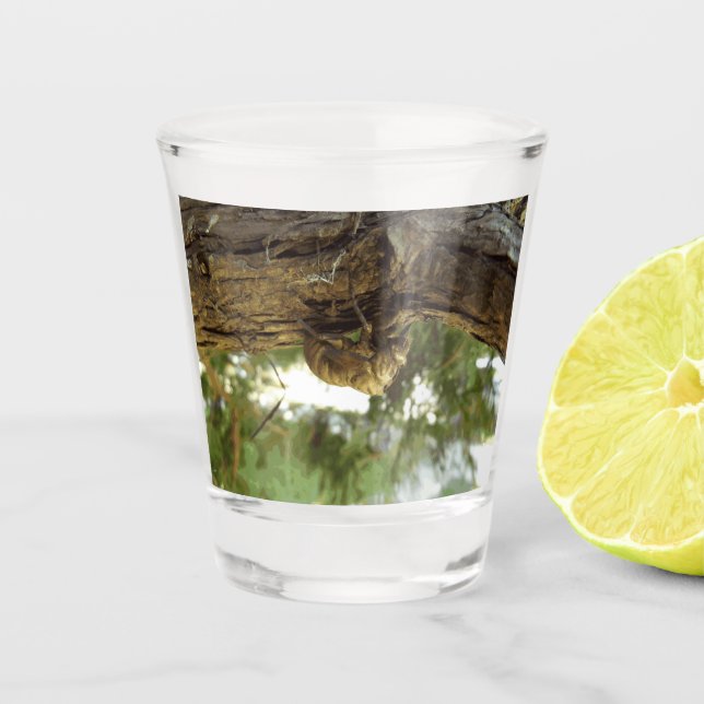 Cicada Muschel. Es war in Eile. Schnapsglas (Vorderseite)