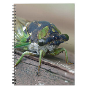 Cicada Notizblock