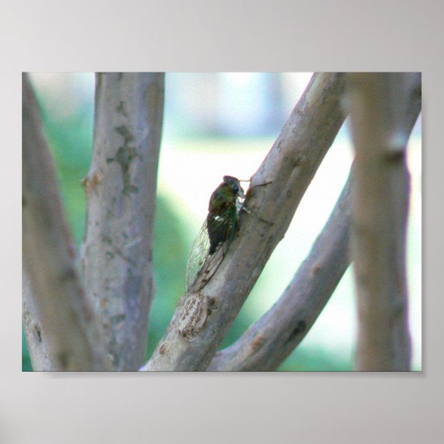 Cicada Poster (Vorne)