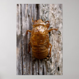 Cicada Poster