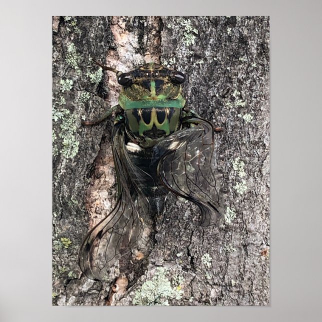 Cicada Poster (Vorne)