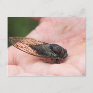 Cicada Postkarte