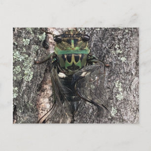 Cicada Postkarte