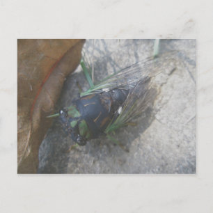 Cicada Postkarte