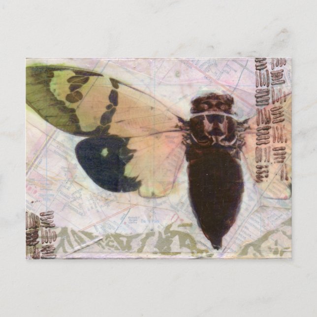 Cicada Postkarte (Vorderseite)