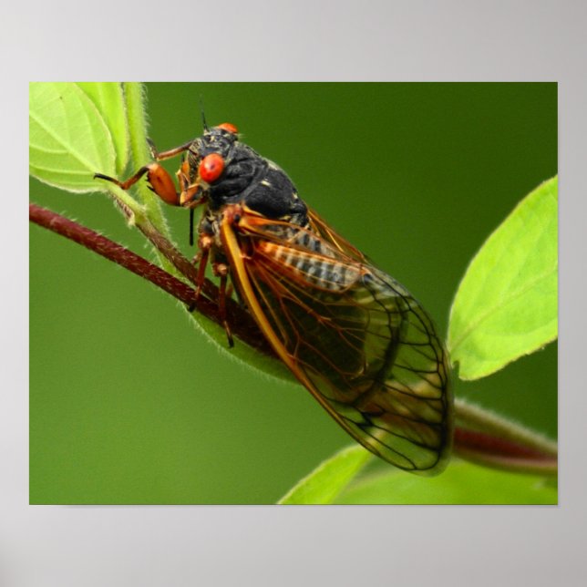 Cicada Print Poster (Vorne)