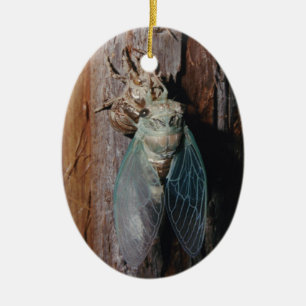 Cicada trocknet seine Flügel Keramikornament