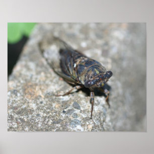 Cicada Up Nah Insekt Poster