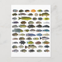 Cichlid Group Poster