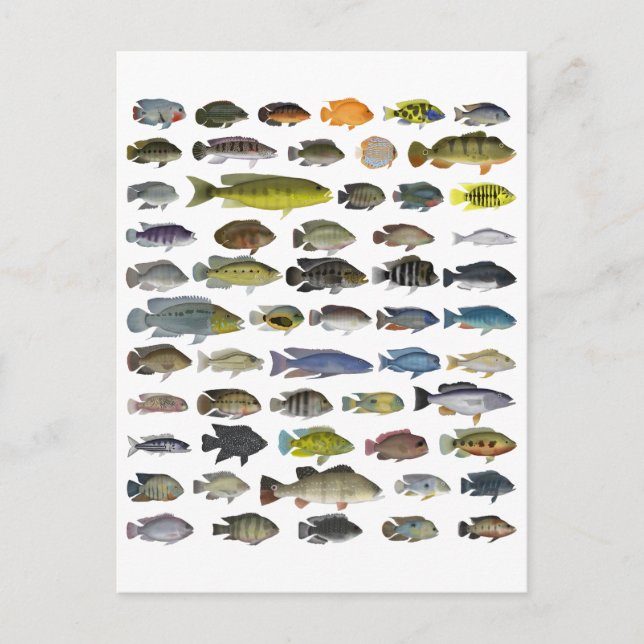 Cichlid Group Poster Postkarte (Vorderseite)