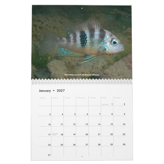 Cichlids von Mexiko Kalender (Jan 2027)