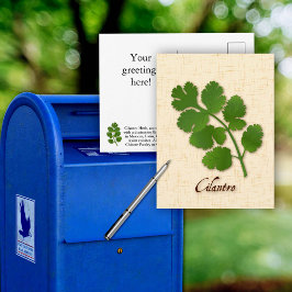 Cilantro Herb Postcard anpassen Postkarte