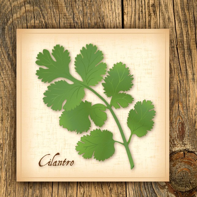 Cilantro Herb Poster (Cilantro Herb Poster, aromatic leaves with a distinctive flavor. )