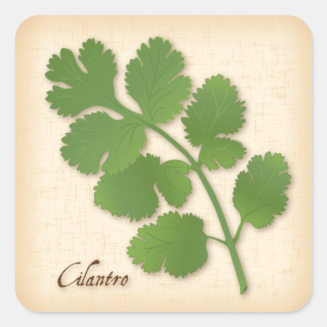 Cilantro Herb Square Sticker (Vorderseite)