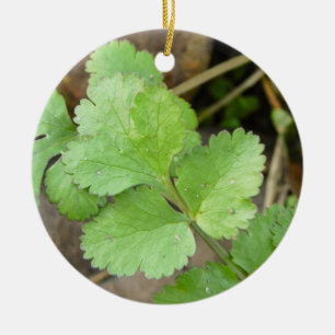 Cilantro Keramik Ornament
