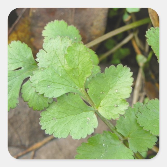 Cilantro Quadratischer Aufkleber (Vorderseite)