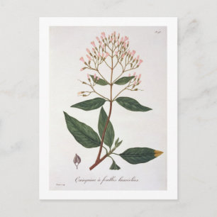 Cinchona von "Phytographie Medicale" von Joseph Ro Postkarte