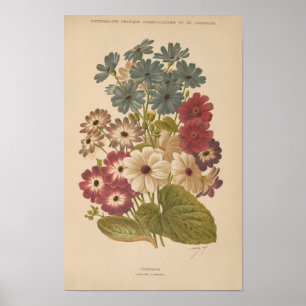 Cineraria   George Nicholson Poster