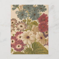 Cineraria | George Nicholson