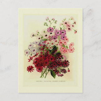 Cineraria Postkarte