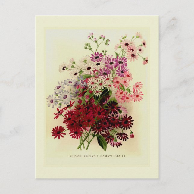 Cineraria Postkarte (Vorderseite)