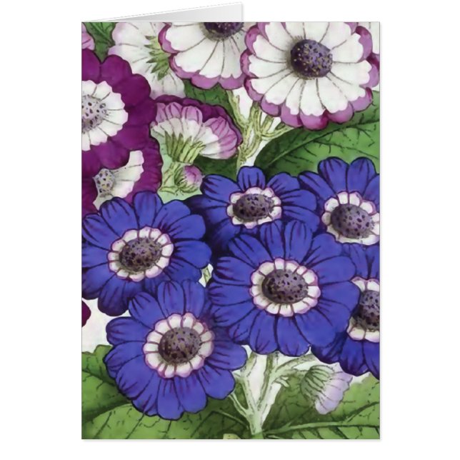 "Cineraria-" Vintage Blumen-Illustration (Vorne)